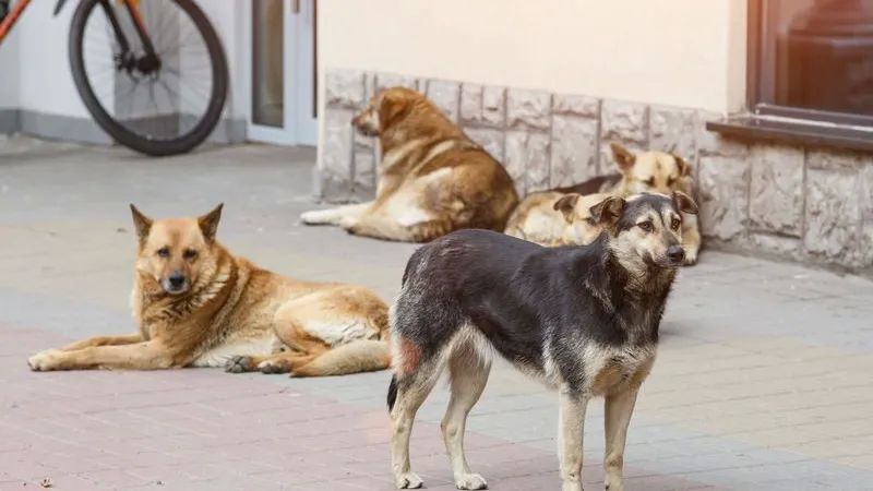 Уважаемые жители ! Убедительная просьба держать своих собак на привязи!.